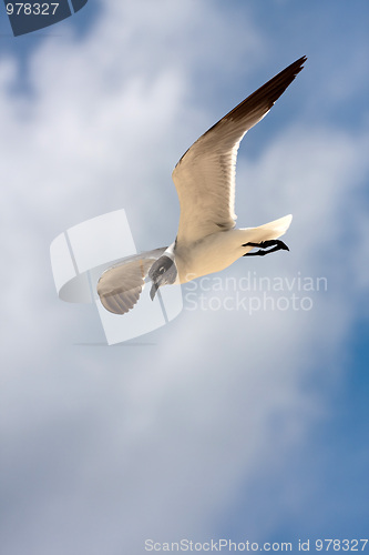 Image of Seagull Soaring