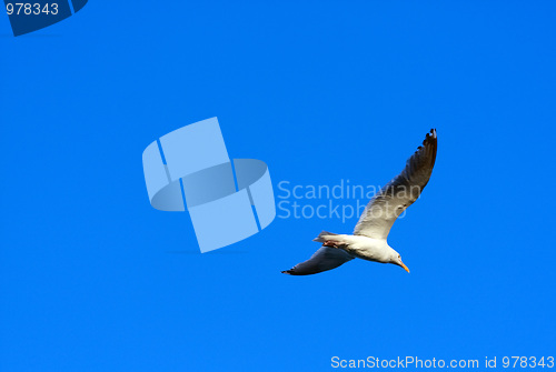 Image of Seagull Flying