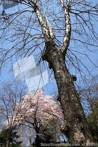 Image of Garden