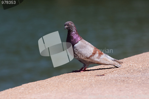 Image of Purple Pigeon