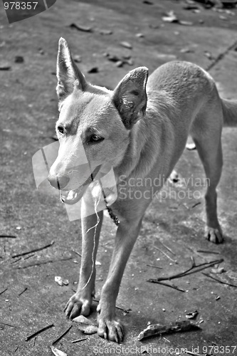 Image of Mixed Breed Dog HDR