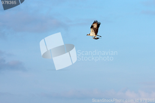 Image of Osprey Bird Carrying a Fish