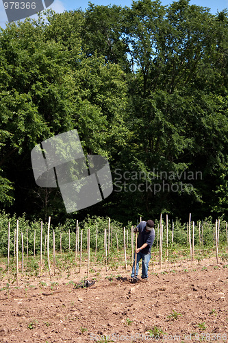Image of Man Farming Crops