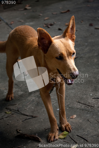 Image of Mixed Breed Dog