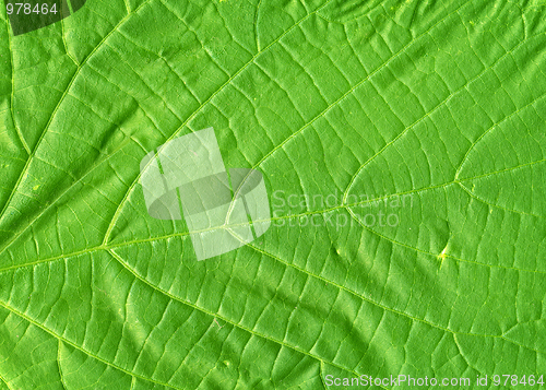 Image of Green leaf