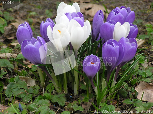 Image of crocuses