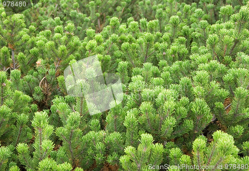 Image of Pine tree