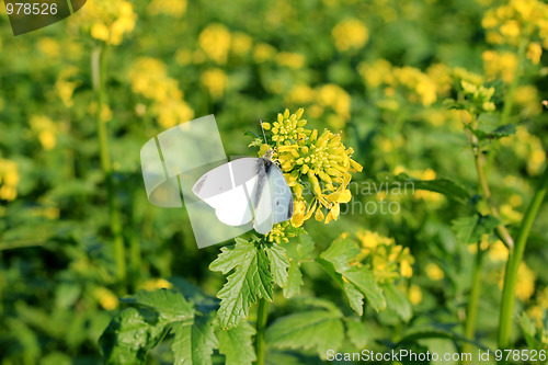 Image of Rape with a butterfly