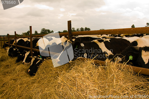 Image of Cows in a stall
