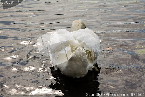 Image of Swan