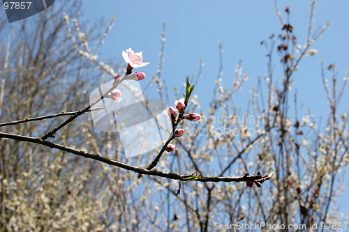 Image of Spring blooming