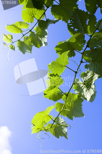 Image of Bright leaf and sky