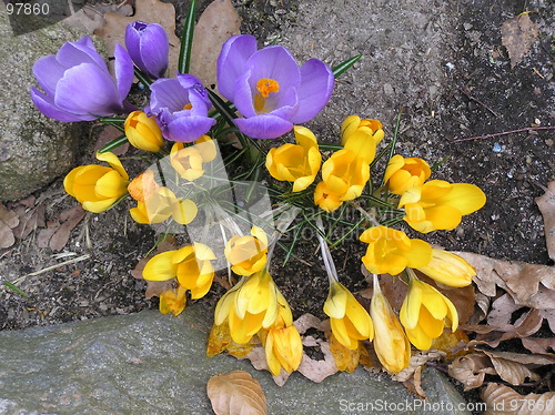 Image of crocuses