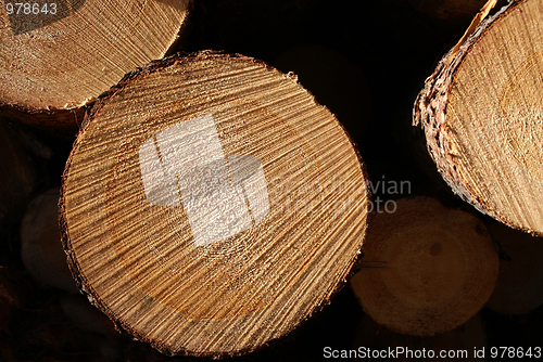 Image of Pine Logs Stacked Macro