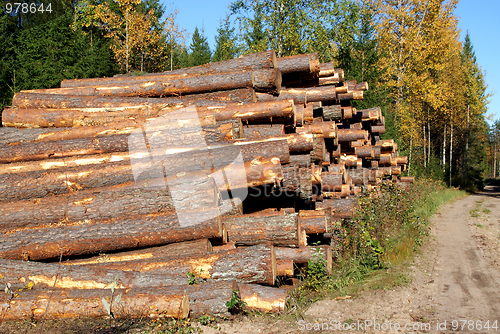 Image of Pine Logs Autumn Landscape