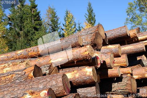 Image of Stacked Pine Logs with Blue Sky