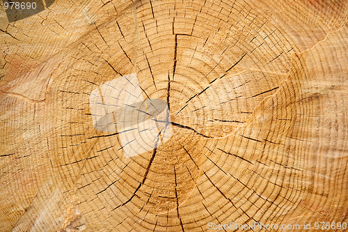 Image of Wood rings