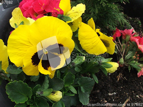 Image of What a Pansy