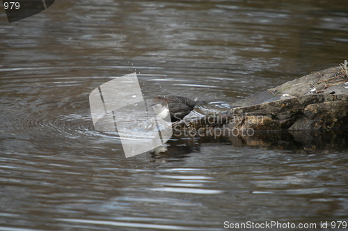 Image of White-throated Dipper_ Norway's national bird 24.03.2005