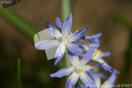 Image of Blue flowers
