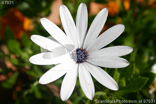 Image of Spanish daisy