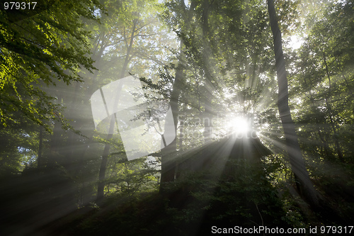 Image of sun rays