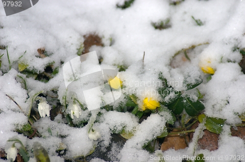 Image of winterflowers