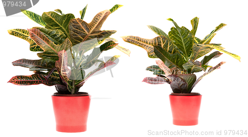 Image of Houseplant