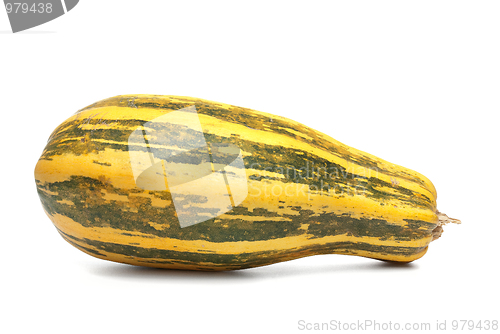 Image of Single fresh pumpkin