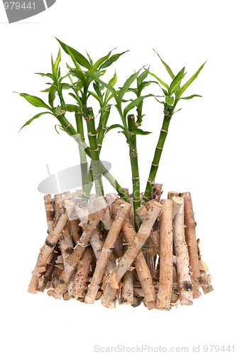 Image of Bamboo