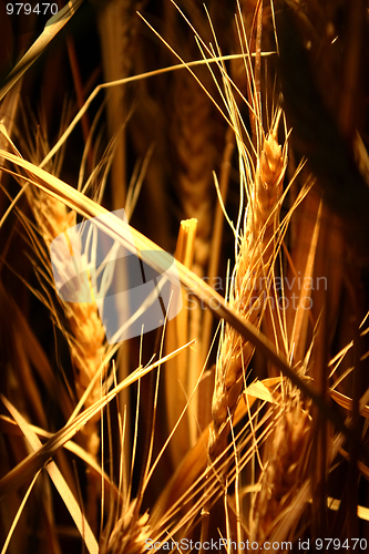 Image of Growing rice on strong light 