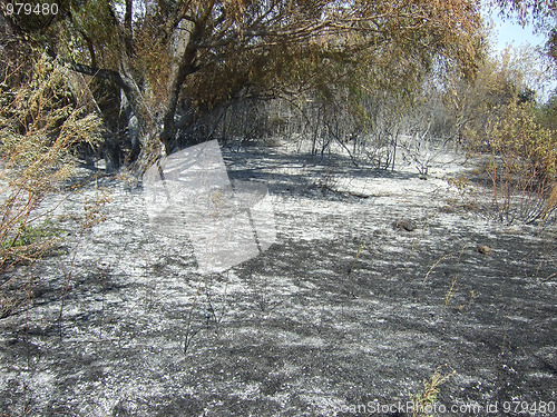 Image of burnt forest