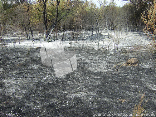 Image of burnt forest