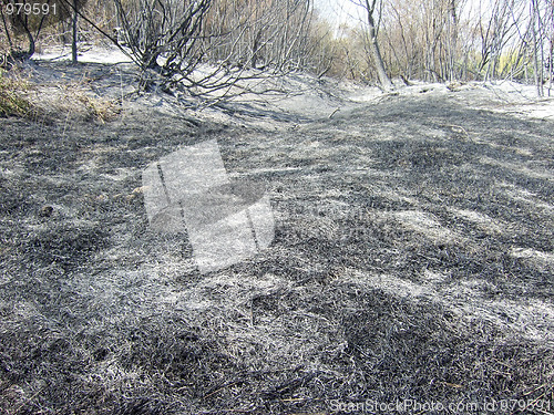Image of burnt forest