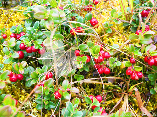 Image of Berry cowberry ripe