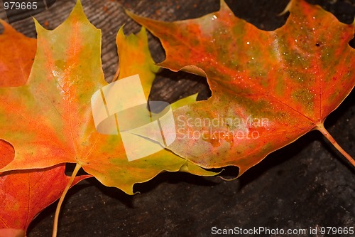 Image of Maple leaves