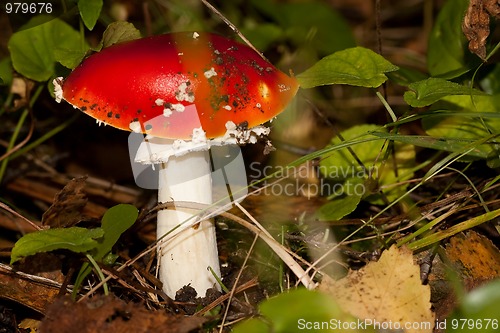 Image of 'fly agaric