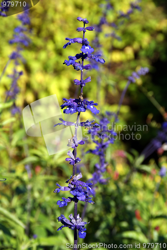 Image of Salvia Viridis Flower