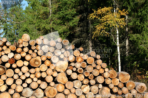 Image of Firewood Stacked in Autumn Forest