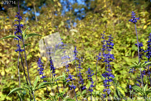 Image of Salvia Viridis Flowers In Garden