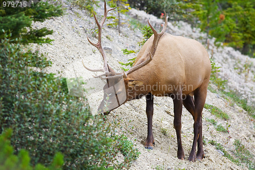 Image of Bull Elk