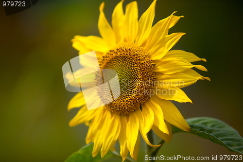 Image of Sunflower Helianthus annuus
