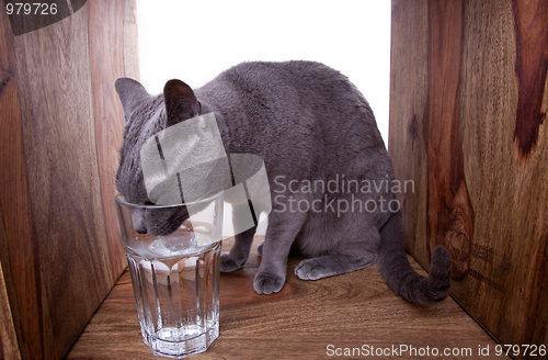 Image of Russian Blue Cat