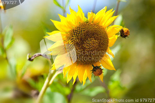 Image of Sunflower Helianthus annuus