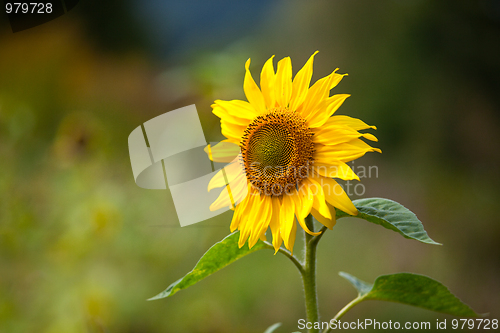 Image of Sunflower Helianthus annuus