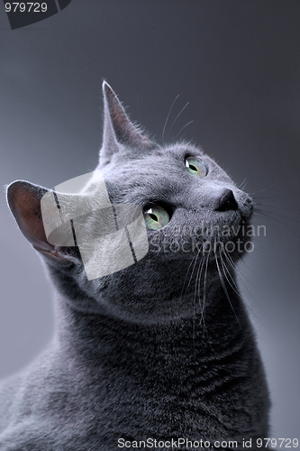 Image of Russian Blue Cat