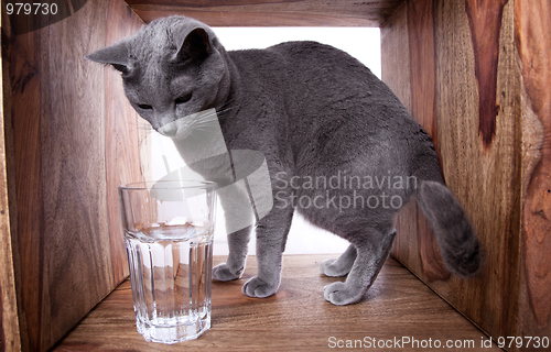 Image of Russian Blue Cat