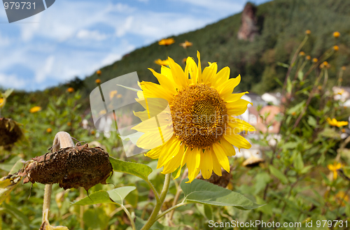 Image of Sunflower Helianthus annuus