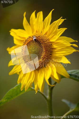 Image of Sunflower Helianthus annuus