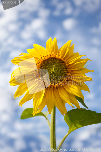 Image of Sunflower Helianthus annuus
